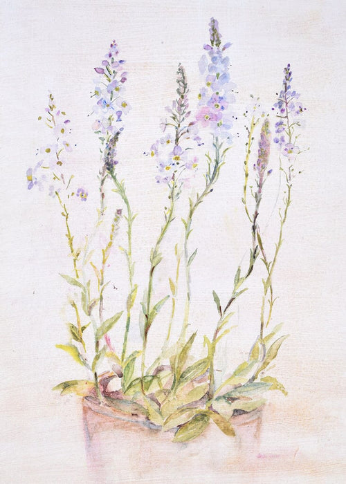 A watercolour greeting card made from a painting of pretty blue Speedwell.  Send this beautiful floral card to someone special.