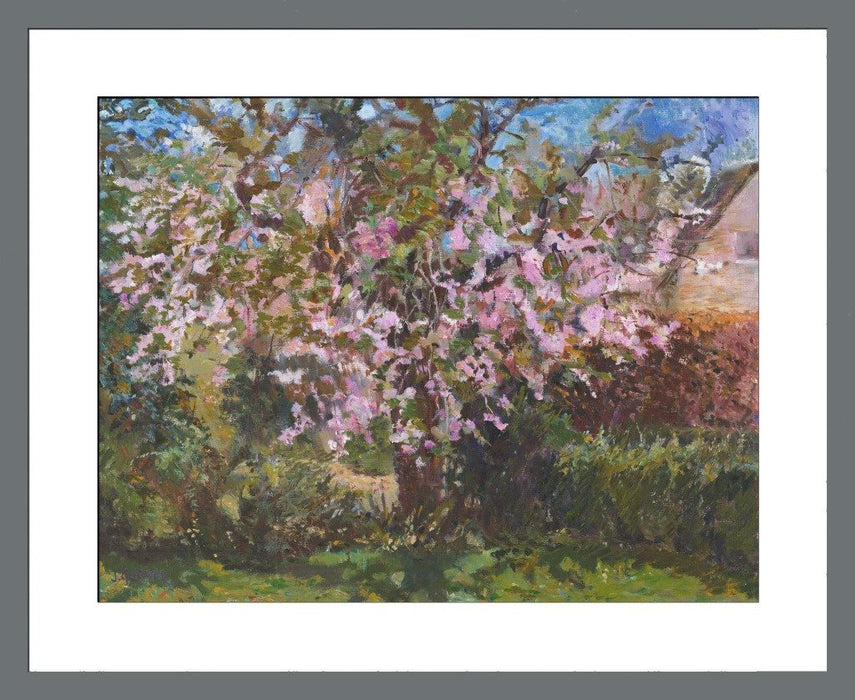 Art Print. Art Print from an original painting of a Cherry Tree. The painting shows a cherry tree in blossom with blooming flowers. Painted by Judi Glover using Oil paints on canvas board.