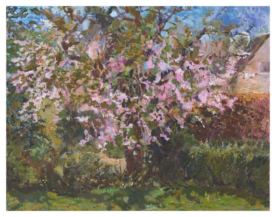 Cherry tree Art Print. Art Print from an original painting of a Cherry Tree. The painting shows a cherry tree in blossom with blooming flowers. Painted by Judi Glover using Oil paints on canvas board.