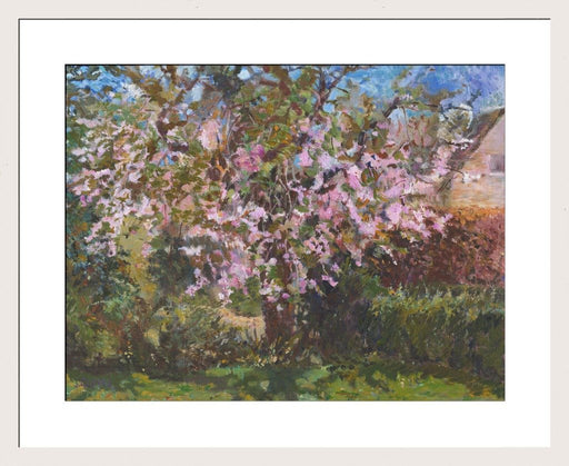 Cherry tree Art Print. Art Print from an original painting of a Cherry Tree. The painting shows a cherry tree in blossom with blooming flowers. Painted by Judi Glover using Oil paints on canvas board.
