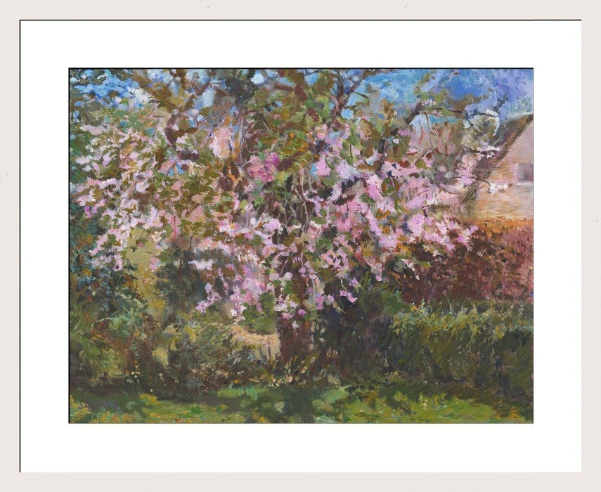 Cherry tree Art Print. Art Print from an original painting of a Cherry Tree. The painting shows a cherry tree in blossom with blooming flowers. Painted by Judi Glover using Oil paints on canvas board. 